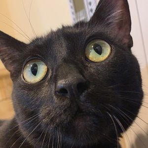 Meet your Posher, Remy